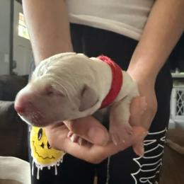 Red Collar yellow male - Yellow male Labrador Retriever puppy in Moore, Oklahoma from Okiehuntinboyz Labrador Retrievers