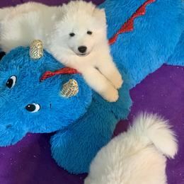 Samoyed Puppies from ArticCross Samoyeds-Florida