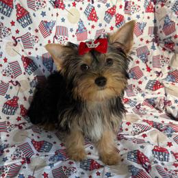 Honey - Black and tan female Yorkshire Terrier puppy in Florence, Alabama from Yorkies of Forest Creek