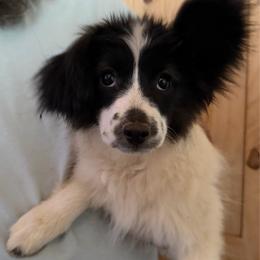 Rudi - Female - White and black female Papillon puppy in Blue Ridge, Georgia from Butterfly Ridge