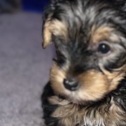 Yorkshire Terriers from Keia's Parti Yorkie Pups