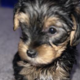 Yorkshire Terriers from Keia's Parti Yorkie Pups