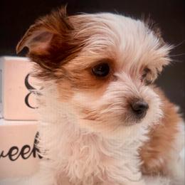 Lovey girl 3 - Parti female Yorkshire Terrier puppy in Machesney Park, Illinois from Three Yorkie Family
