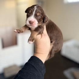 Clarice - Tri-color female Bernedoodle puppy in Marion, Ohio from Doodles & Doxies