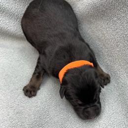 Girl 5 - Black and tan female German Shepherd puppy in Sharon Grove, Kentucky from Julie’s Shepherds