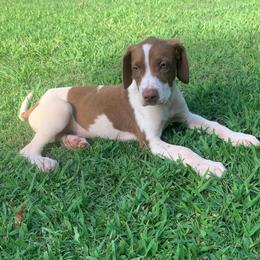 Boy 2 - Chocolate male Catahoula Leopard Dog puppy in Gadsden, Alabama from Rich Cat’s