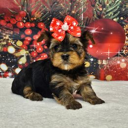 Demi - Blue and gold female Yorkshire Terrier puppy in Monticello, Iowa from Ashley’s Puppies