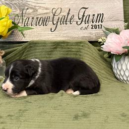 Jade - Black and white female Border Collie puppy in Moody, Texas from Narrow Gate Farm