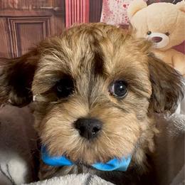 Harry - Red sable male Havanese puppy in Clermont, Florida from Country Sweet Havanese and Creative Coaching