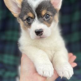 Della - White and black female Pembroke Welsh Corgi puppy in Washington, Arkansas from Foxy Knoll Farm