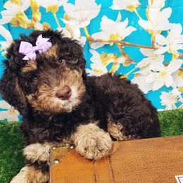 Bernedoodle Puppies from Rose River Farms