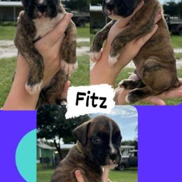 Fitz - Brindle male Boxer puppy in Lutz, Florida from Brooklyn's Boxer's