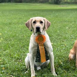 Labrador Retrievers from Diamond Flush Gun Dogs