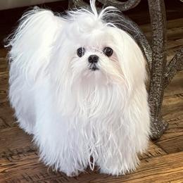 Ronnie - Maltese