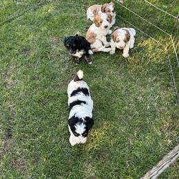 Bernedoodle, Poodle, and Soft Coated Wheaten Terrier Puppies from Whoodles of Wyoming