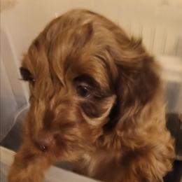 Cocoa - Merle female Cavapoo puppy in East Providence, Rhode Island from Marta's Cavaliers