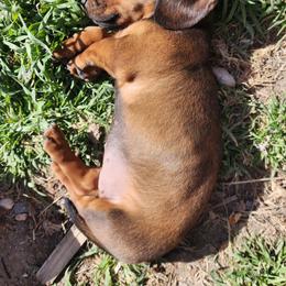 Dachshund Puppies from Butterbean Dachshunds