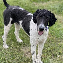 Satch - Poodle