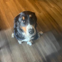 Quincy - Bernese Mountain Dog