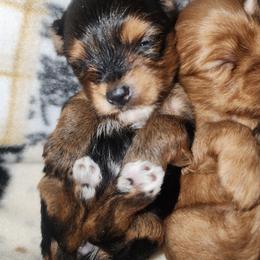 Yorkshire Terrier Puppies from Willow's Standards