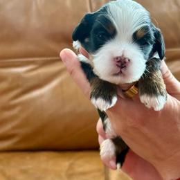 Sky - Tri-color female Bernedoodle puppy in Murray, Utah from Sun Valley Doodles