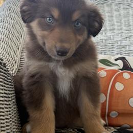 RTF 2 - Red tri-color female Australian Shepherd puppy in Bainbridge, Ohio from CK Aussies