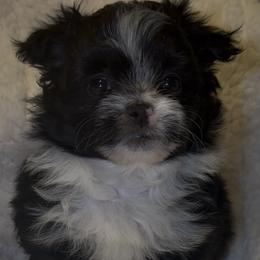 Yorkshire Terriers from Buddy’s yorkies
