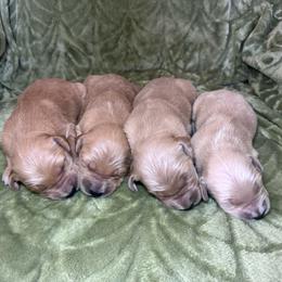 Male 2 - Dark golden male Golden Retriever puppy in Merrill, Michigan from Happy Tails Family Farm
