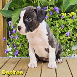 Desiree - Brown brindle female American Staffordshire Terrier puppy in Clintwood, Virginia from SkyBlue Kennel
