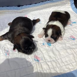 Shih Tzu puppies from Shih Tzu Shenanigans