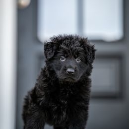 German Shepherd Puppies from Howixx German Shepherds