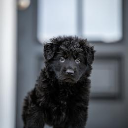 German Shepherd Puppies from Howixx German Shepherds