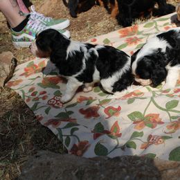 Cavalier King Charles Spaniel Puppies from Critter's Cottage Cavaliers