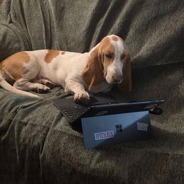 Dolly - Basset Hound