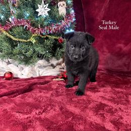 Turkey - Black seal male German Shepherd puppy in New Cambria, Missouri from Des Hausraben Shepherds