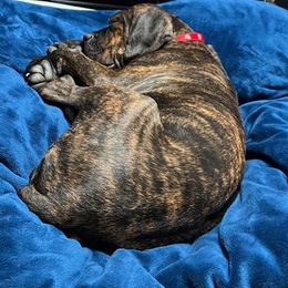 Cane Corso Puppies from Cane Corso Friends