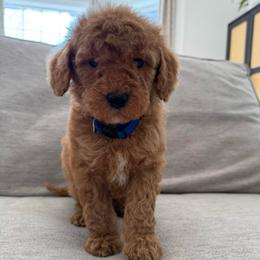 Blue collar boy - Red  male Goldendoodle puppy in Ridgewood, New Jersey from Jessie’s Doodles