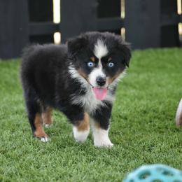 Theo - Black tri-color male Australian Shepherd puppy in Oak Hill, Florida from Swingin T Ranch LLC