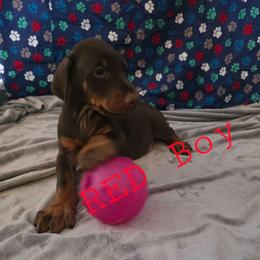 Red - Red and rust male Doberman Pinscher puppy in Knox, Indiana from Double River Dobermans