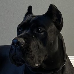Athena - Cane Corso