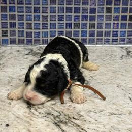 Carrot - Black and white female Sheepadoodle puppy in Chesapeake, Virginia from Doodle-Cove