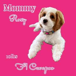 Roxy - Cavapoo
