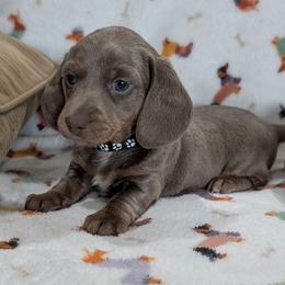 Boy 1 - Fawn (isabella) and tan male Dachshund puppy in Cypress, California from Ferrario Dachshunds