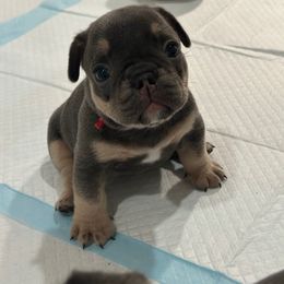 Red collar - Tricolors male French Bulldog puppy in Washington from Pawcific Coast Bullies