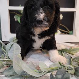 Aussiedoodle and Goldendoodle Puppies from Hunting Creek Kennels