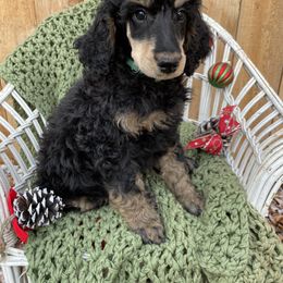 Poodle Puppies from Wilks Pups
