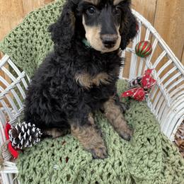 Poodle Puppies from Wilks Pups