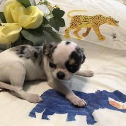 Chihuahua Puppies from Chilove Chihuahuas