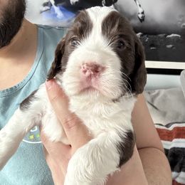 Mr green - Liver and white male English Springer Spaniel puppy in Pembroke Pines, Florida from Divine Springers and Borbon Frenchies