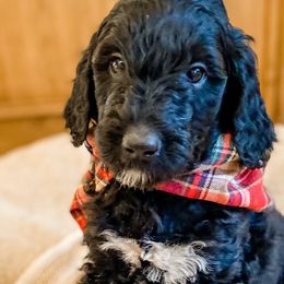 Boy 4 - Goldendoodle puppy in Valley Center, California from AweStrunk Farms
